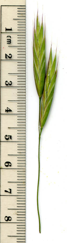  Bromus arizonicus (Shear) Stebbins 